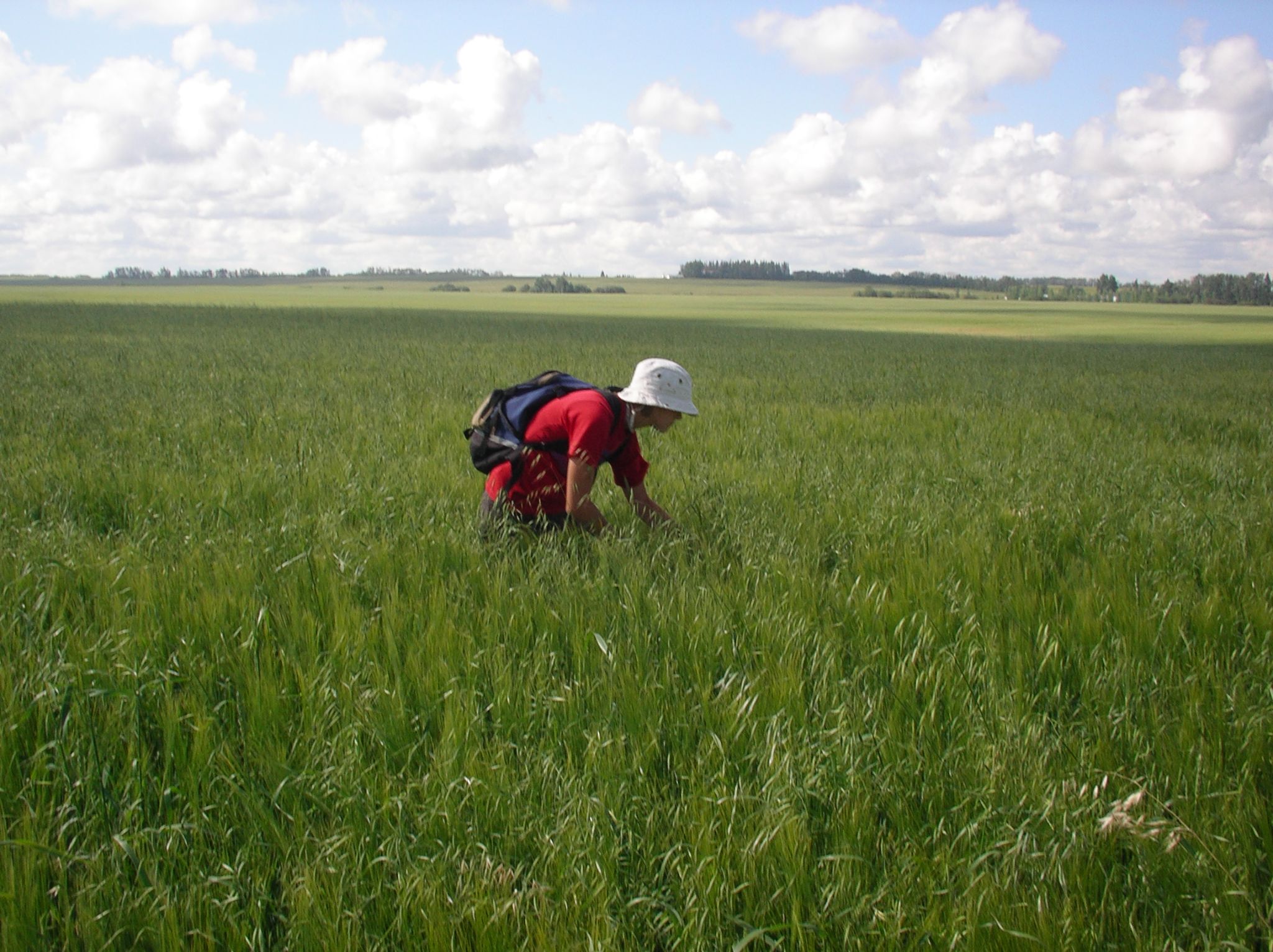 8   Pasture   used oats and barley field 2004 08 01